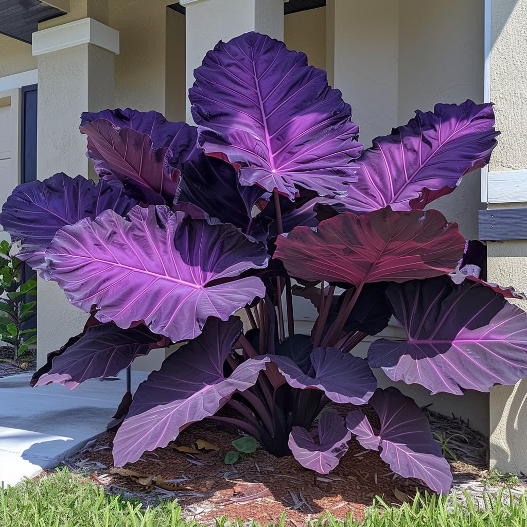 The Purple Colocasia plant