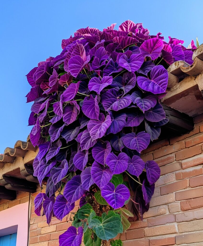 purple caladium plants