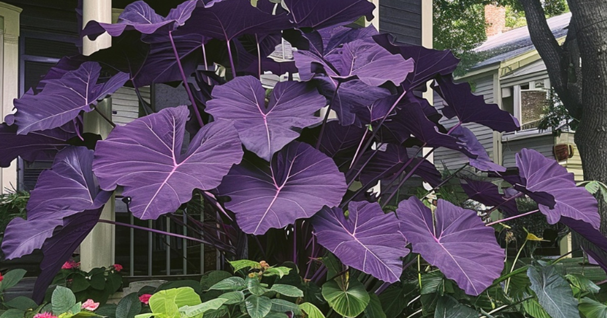 Growing Purple Taro Plants - Pngland.com