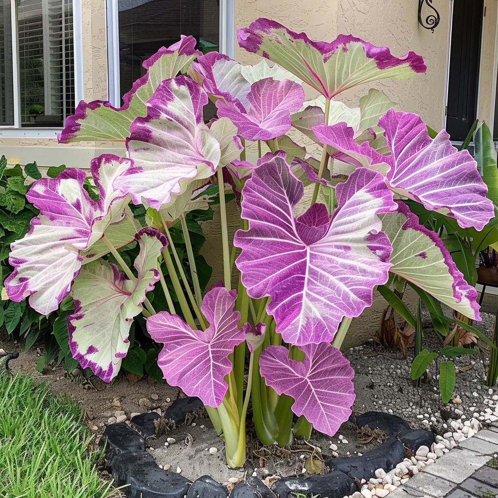 Purple-and-white-Taro-Plants