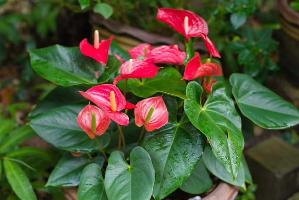 Top tropical plants to transform your living space: An ultimate guide for beginners 