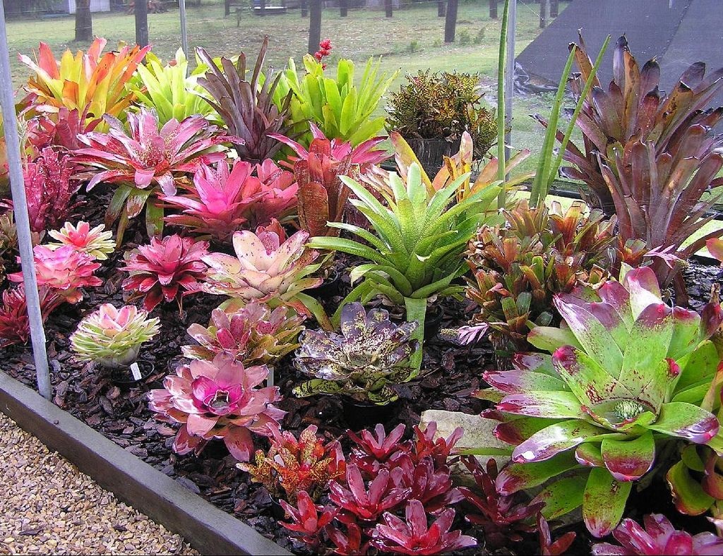 Top tropical plants to transform your living space: An ultimate guide for beginners 
