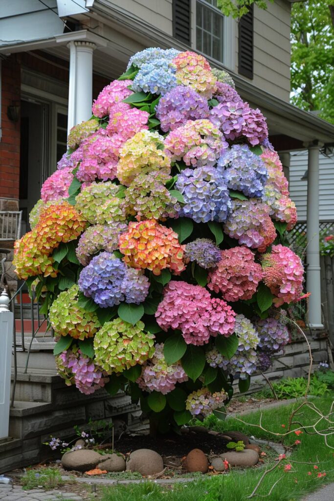 Colorful Hydrangeas pngland