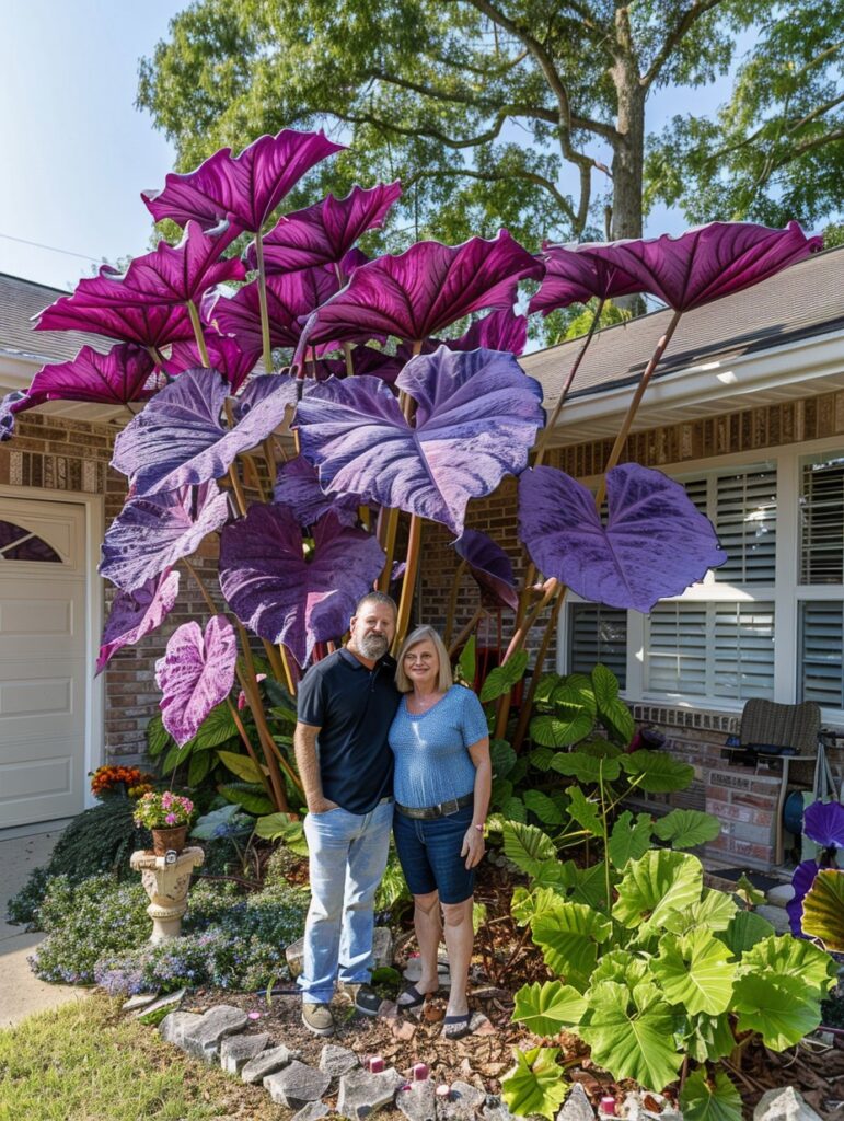 Purple Colocasia Elephant Ear Plant