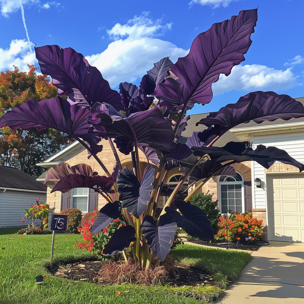 Purple Elephant Ear (Colocasia 'Black Magic')