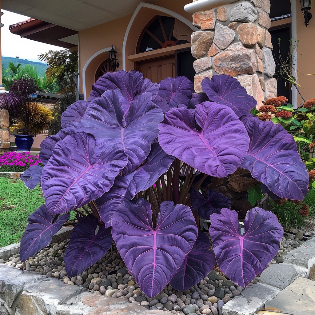 Purple Giant Elephant's Ear (Colocasia sp)