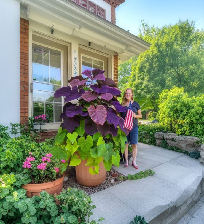 giant purple caladiums plant