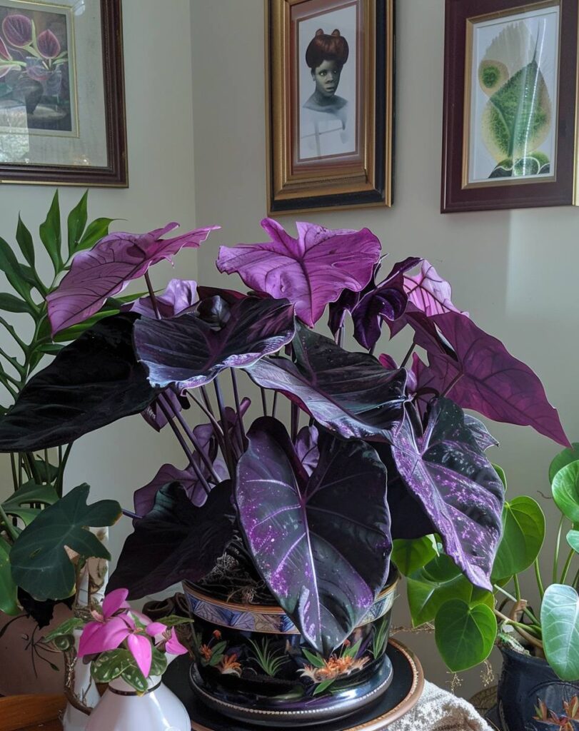 purple caladiums plant indoor