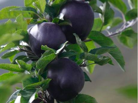 Black Diamond Apples