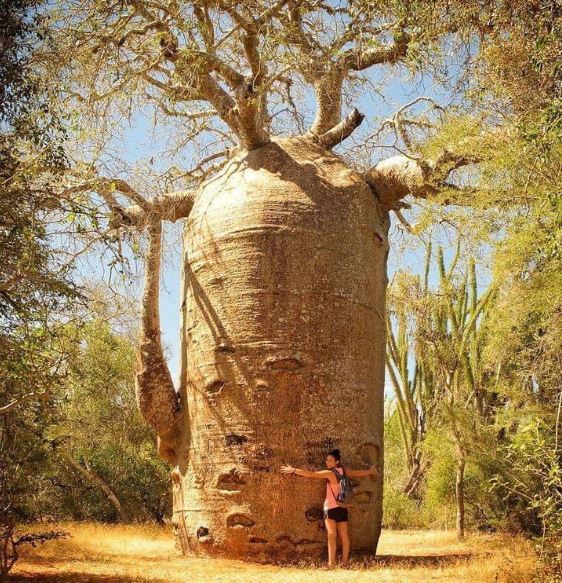 Adansonia digitata