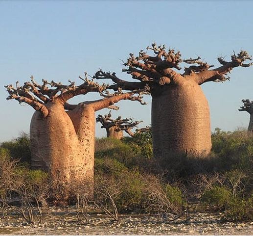 Adansonia