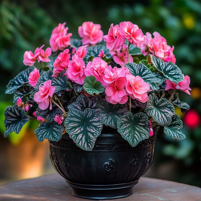 Begonia Rex 'Moonlit Radiance'