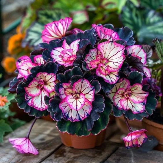 Begonia Rex 'Velvet Ribbon'