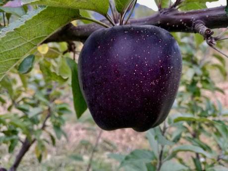 Black Diamond Apples