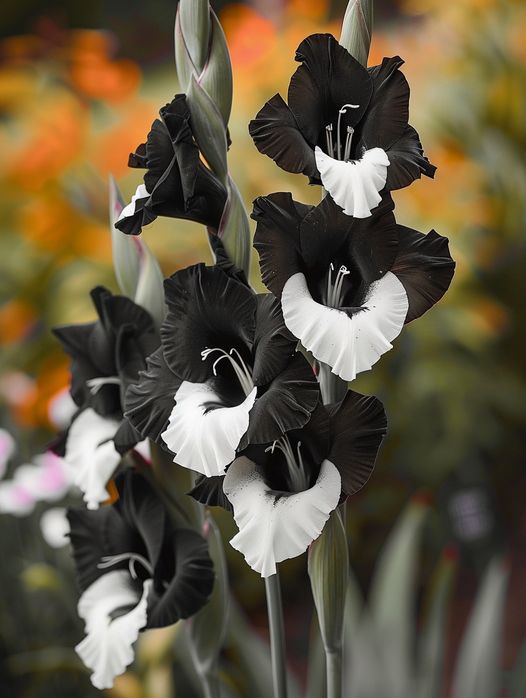 Black Gladiolus (Gladiolus 'Black Beauty')