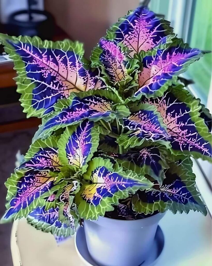 Blue Rainbow Coleus