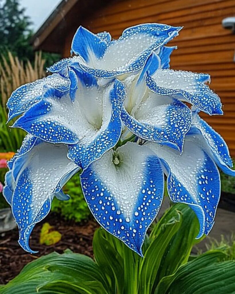 Blue and White Hosta (Hosta spp.)