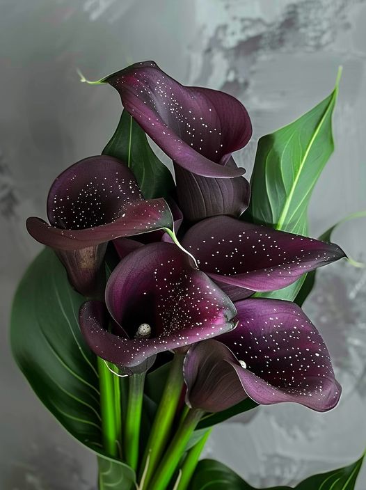 Calla Lily 'Midnight Velvet'