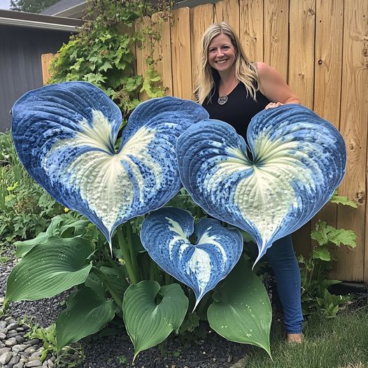 Giant Blue Hosta (Hosta spp.)