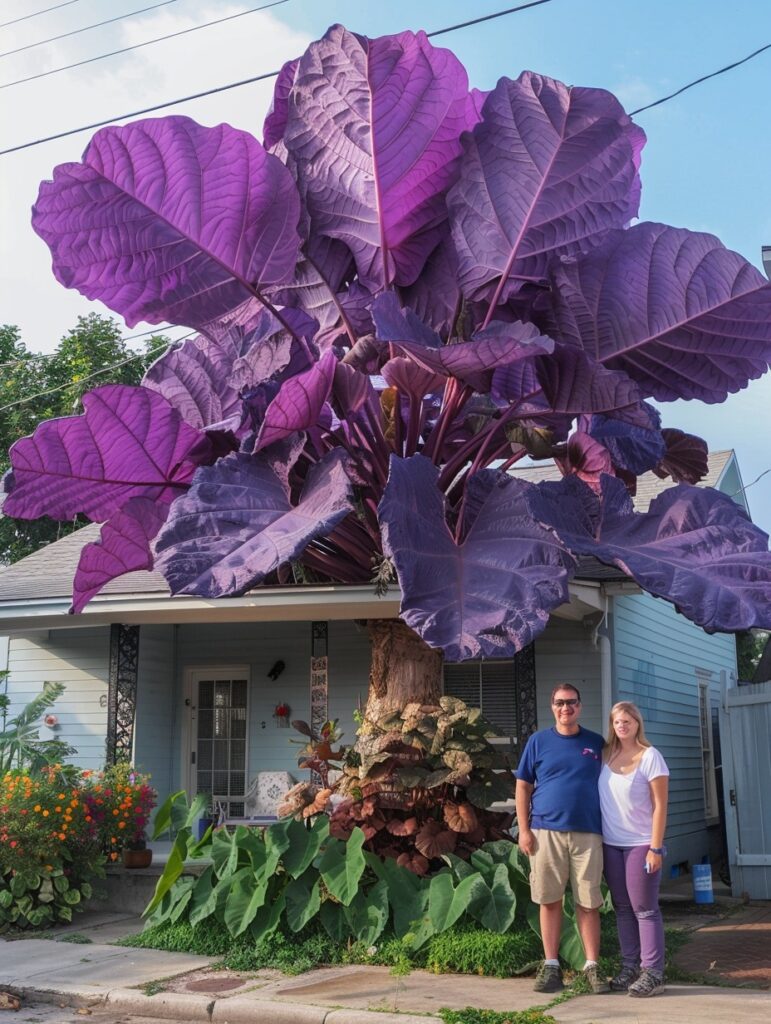 Giant purple Elephant Ear plant in front of a house, with a couple standing beside it, showcasing the plant's impressive size