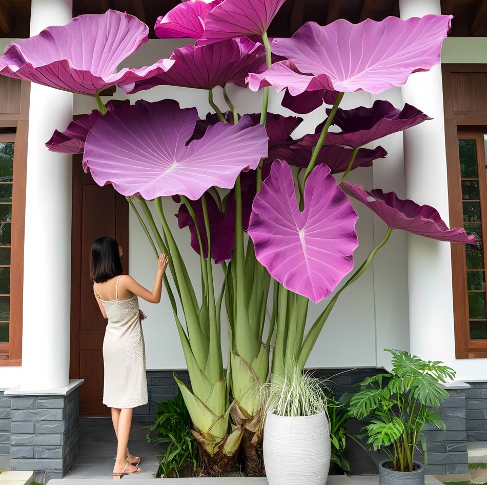 Giant purple Elephant Ear plants with a woman standing beside them, showcasing their enormous size