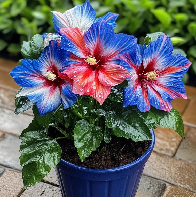 Hibiscus 'Fireworks Finale'