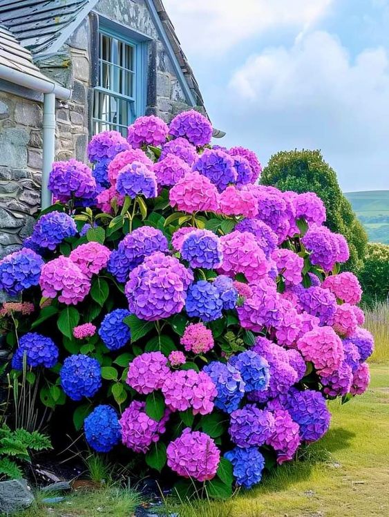 Hydrangea macrophylla 'Violet Symphony'