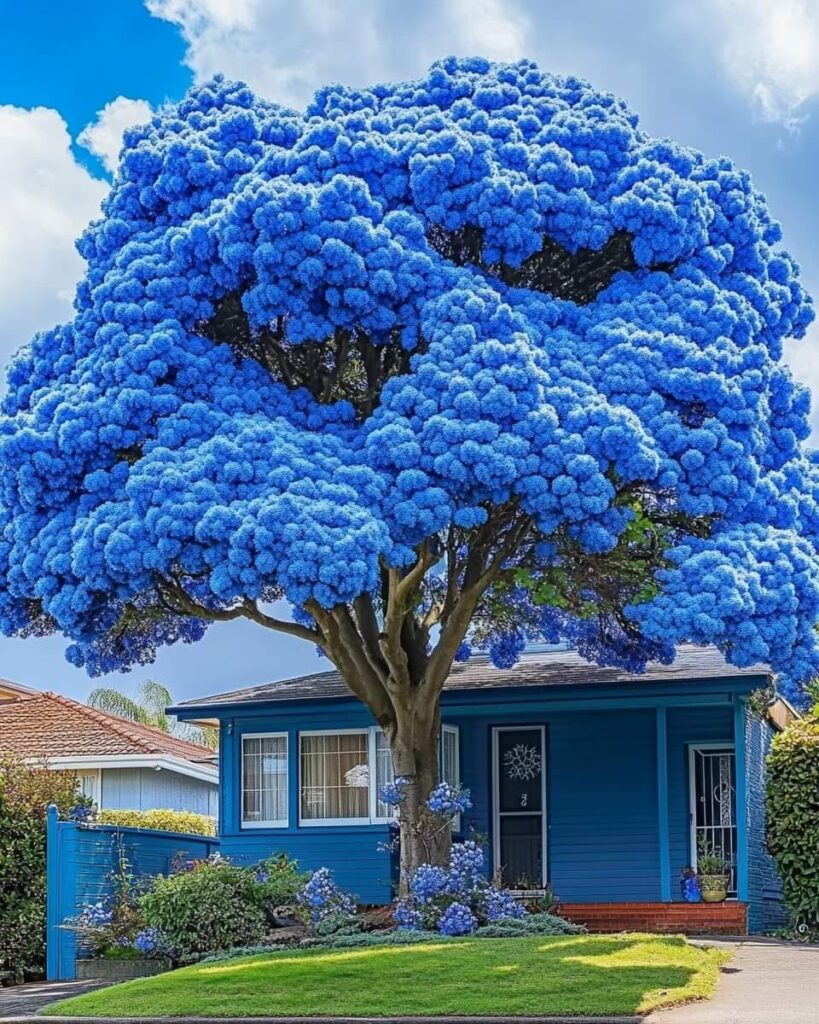 Jacaranda 'Blue Bliss'