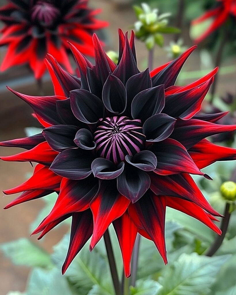 'Karma Choc' Dahlia