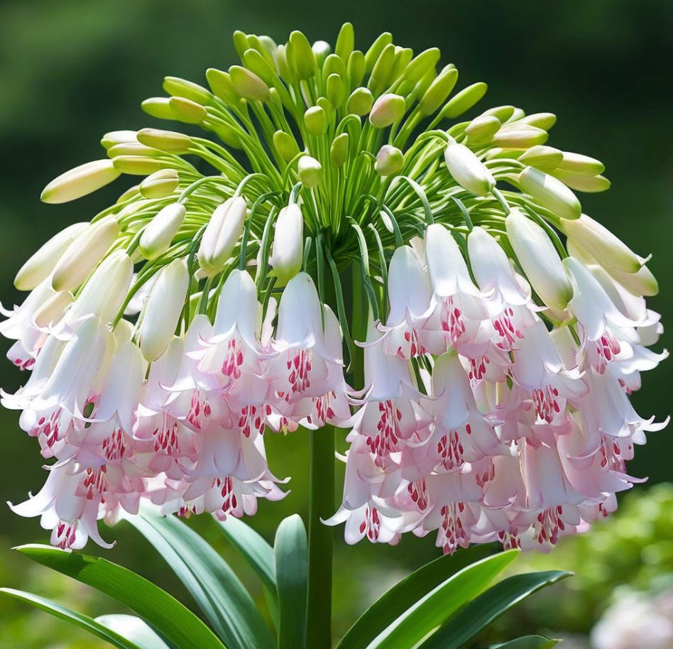 Lily of the Valley (Convallaria majalis)