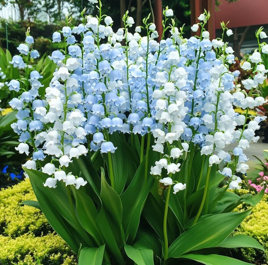 Lily of the Valley (Convallaria majalis)