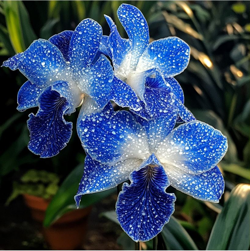 Orchid 'Blue Velvet'