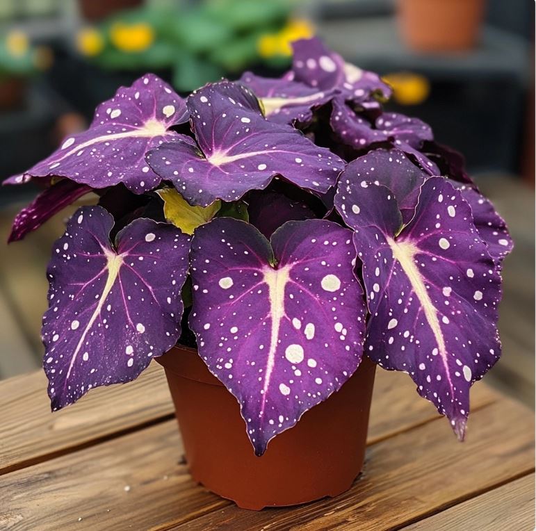 Purple Angel Wing Begonia in a pot with large, dotted leaves