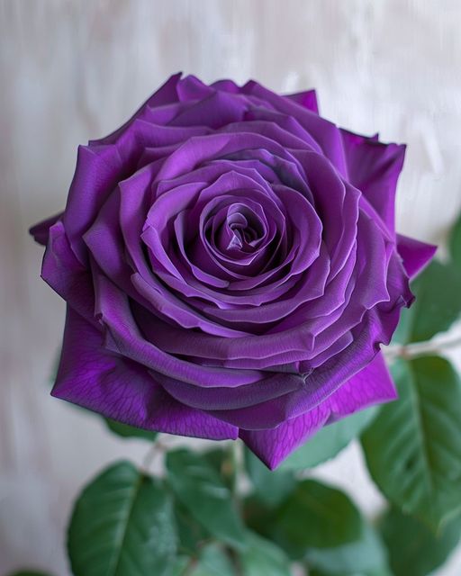 Purple Rose (Rosa spp.)