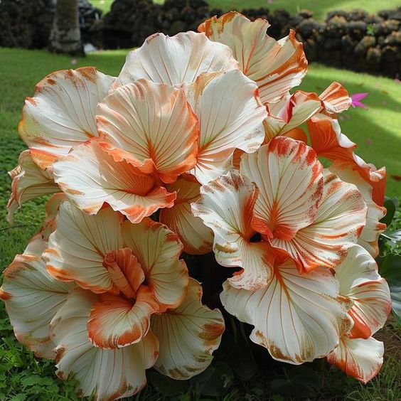 Ruffled Hibiscus (Hibiscus 'Ruffled Beauty')