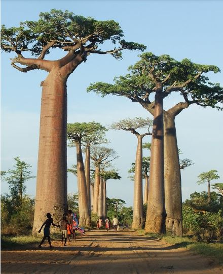 The Adansonia