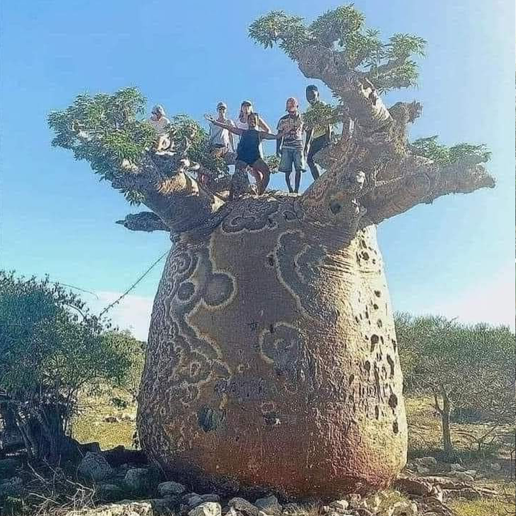 The baobab tree