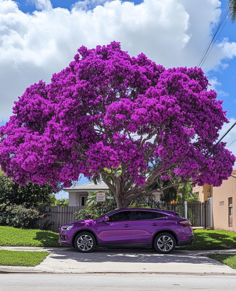 Tree 'Purple Majesty'