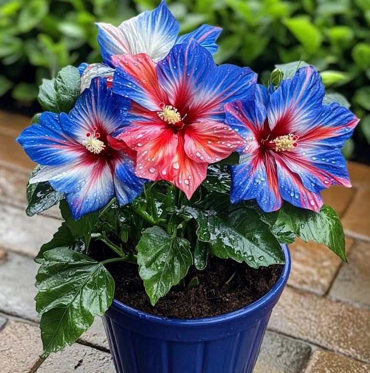 Potted Hibiscus with vibrant blue and red flowers, striking multi-colored blooms