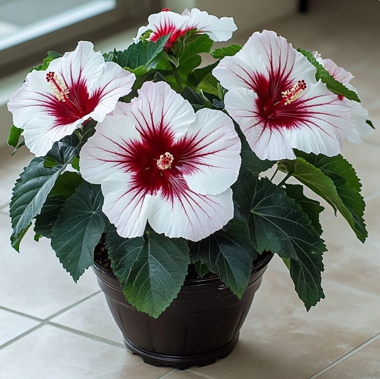 White and red Hibiscus flowers in a potted plant, vibrant blooms with deep red centers