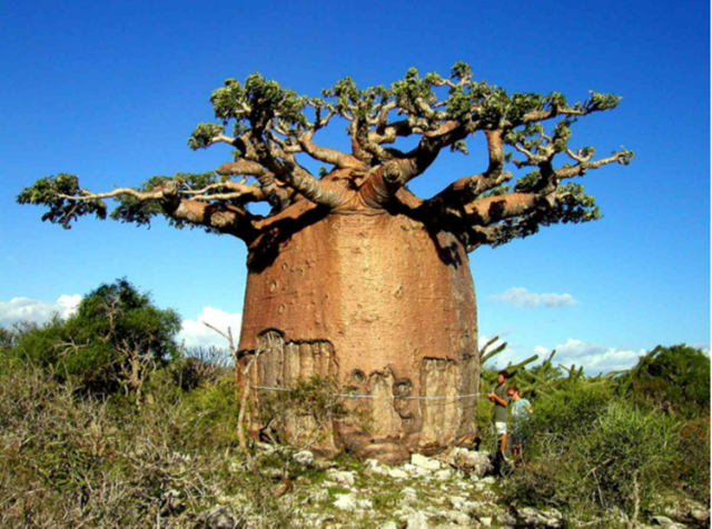 baobab