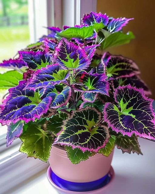 coleus bloom