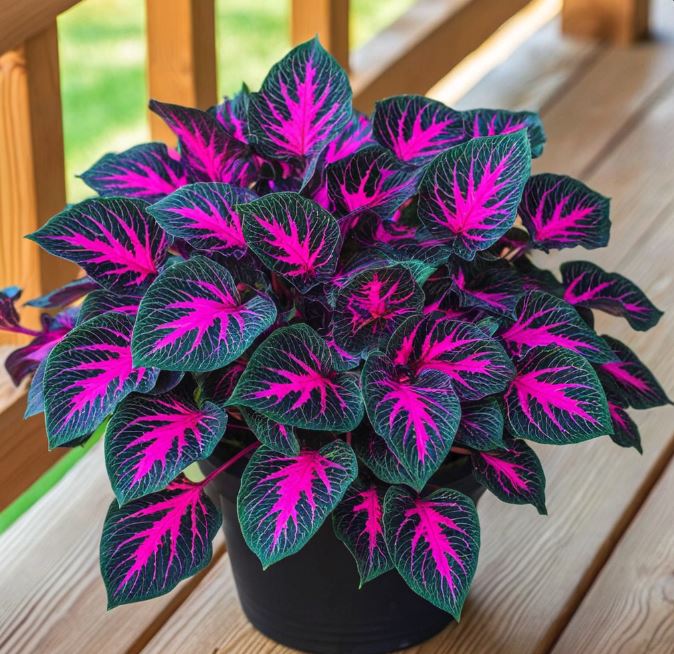 coleus flower care