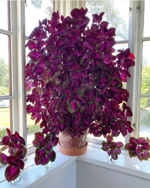 coleus growth