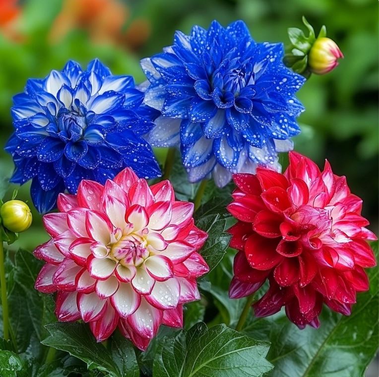 dahlia flowers