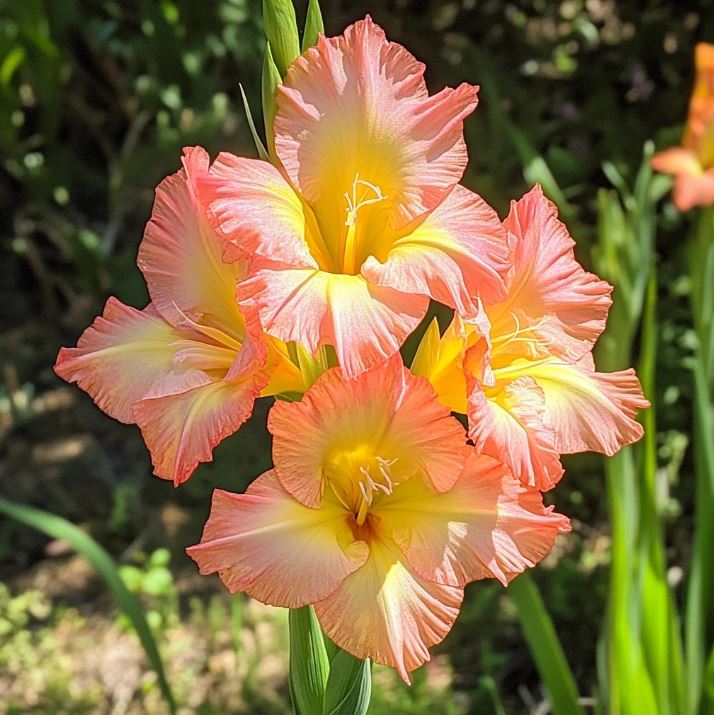 pink gladiolus flower