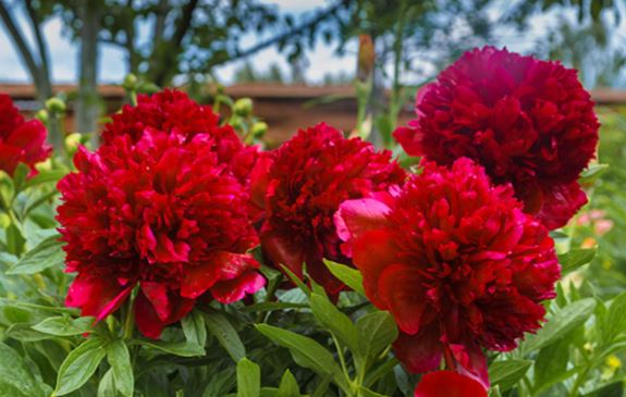 red Paeonia