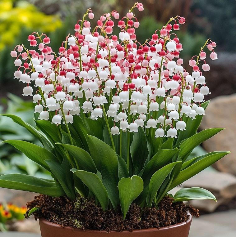 Red and white Lilies