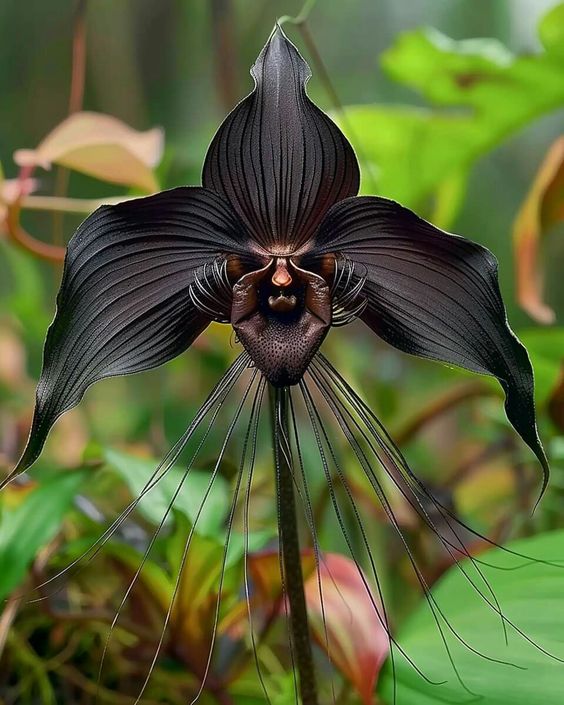 Black Bat Flower with long whiskers, resembling bat wings, in a green jungle setting