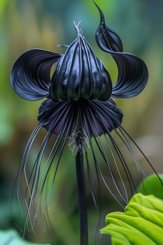 Black Bat Flower with long whiskers, resembling bat wings, in a green jungle setting.